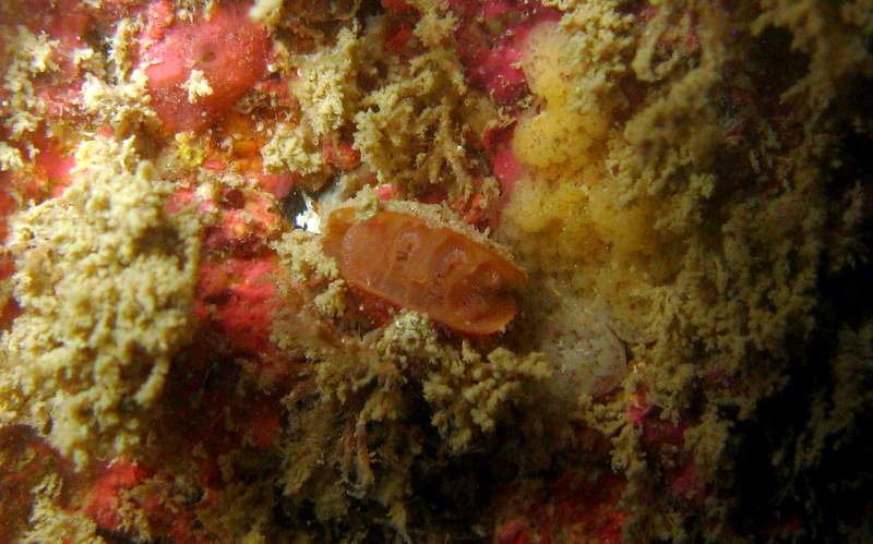 Представитель Семейства Kraussinidae